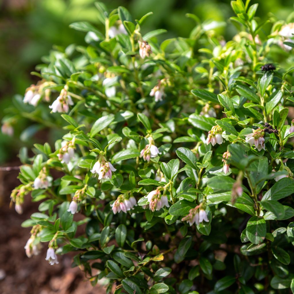 Mirtillo rosso - Vaccinium vitis-idaea Koralle