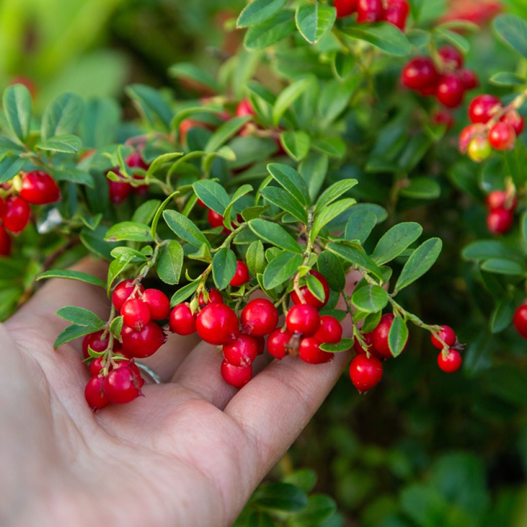 Mirtillo rosso - Vaccinium vitis-idaea Koralle