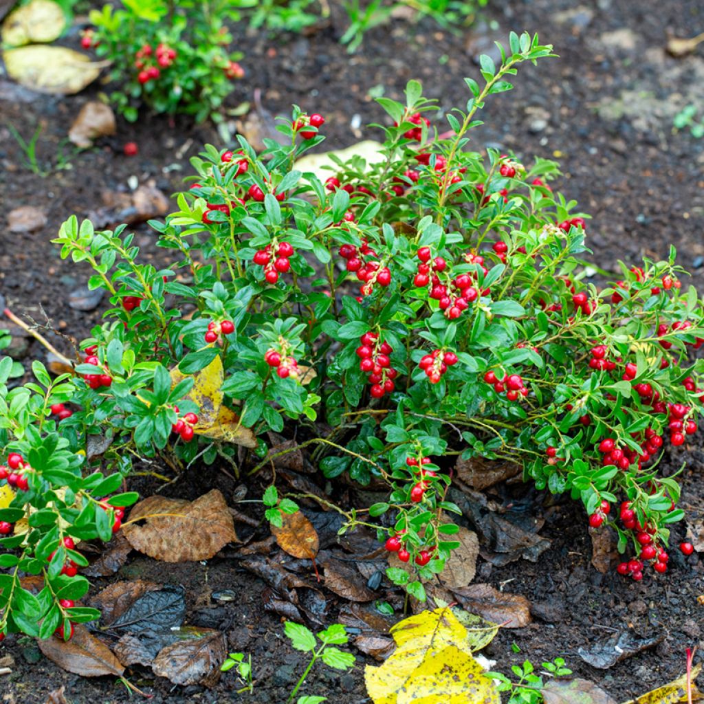 Mirtillo rosso - Vaccinium vitis-idaea Koralle