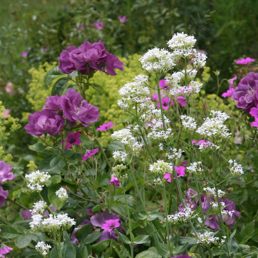 Centranthus ruber Albus - Valeriana bianca