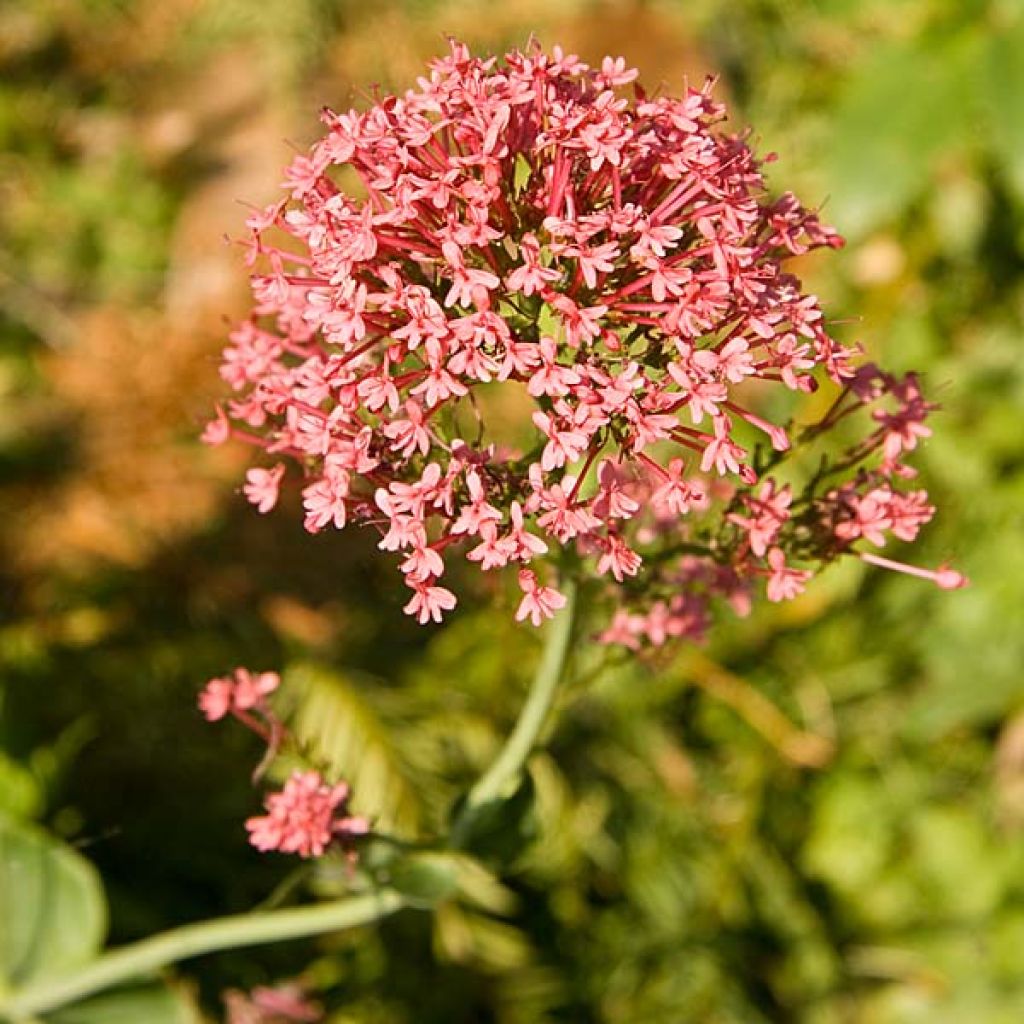 Centranthus ruber Coccineus - Valeriana rossa