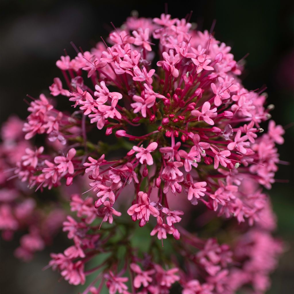 Valériane rouge, Centranthus ruber coccineus