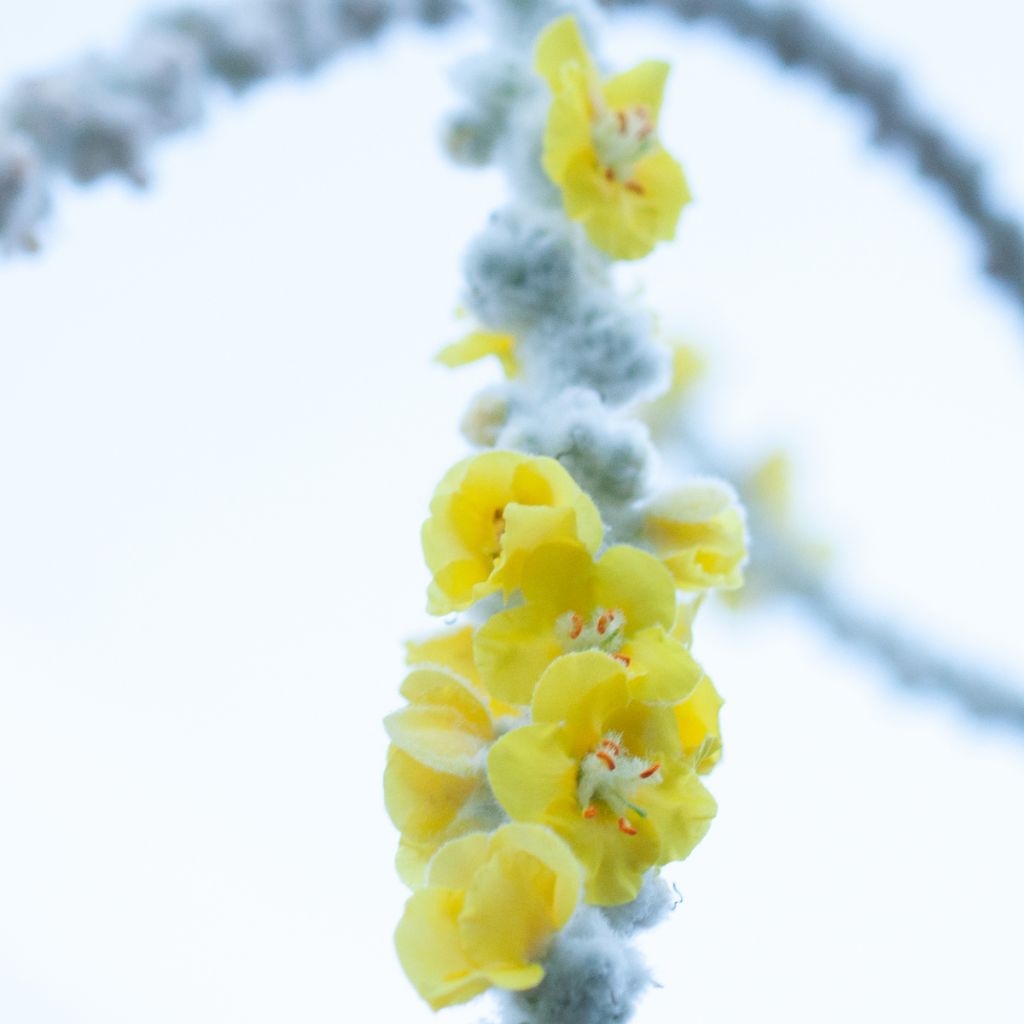 Verbascum Polarsommer - Molène argentée