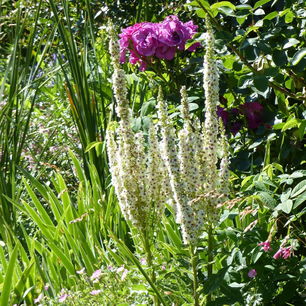 Verbascum chaixii Album - Molène de Chaix