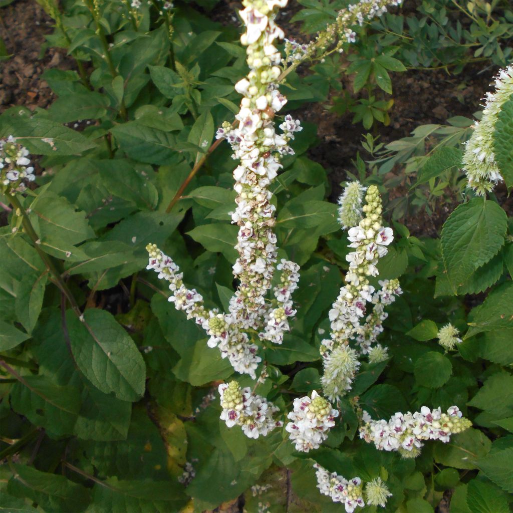 Verbascum chaixii Album - Molène de Chaix