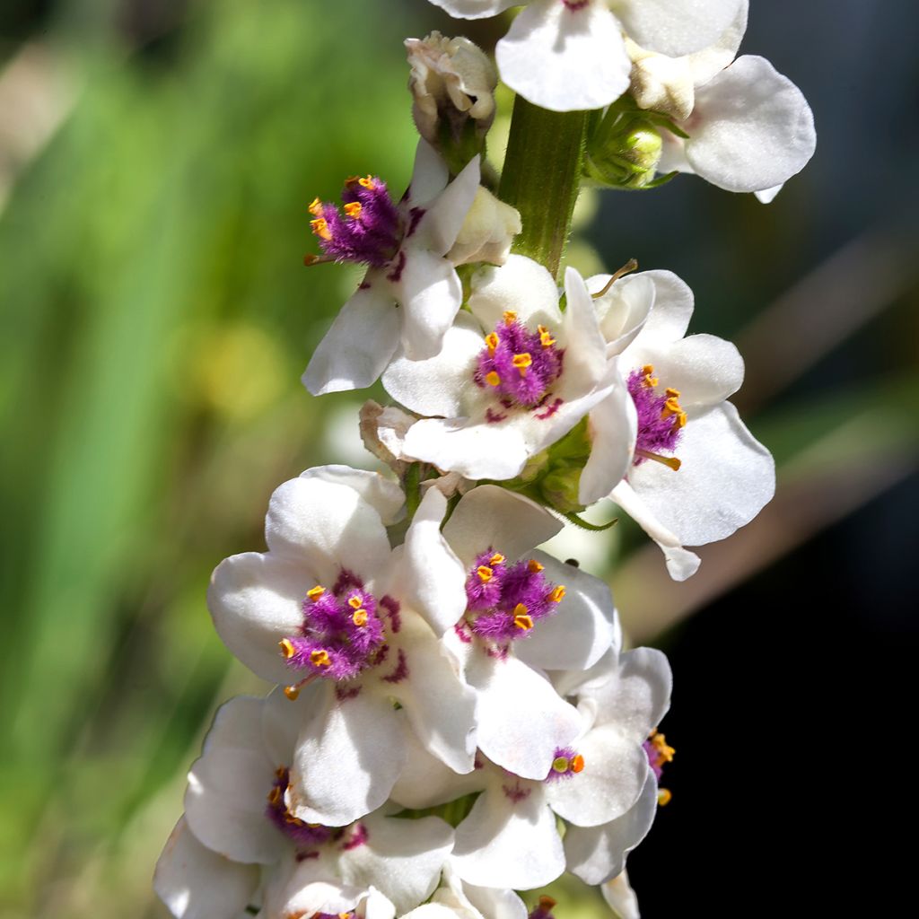 Verbascum chaixii Album - Verbasco di Chaix