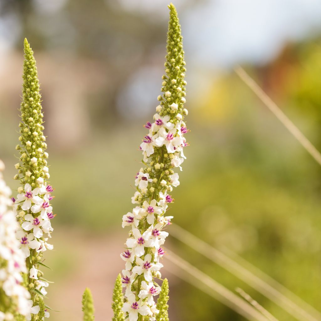 Verbascum chaixii Album - Verbasco di Chaix