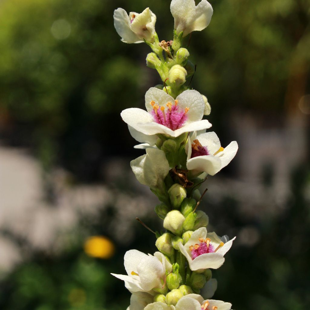 Verbascum chaixii Album - Verbasco di Chaix