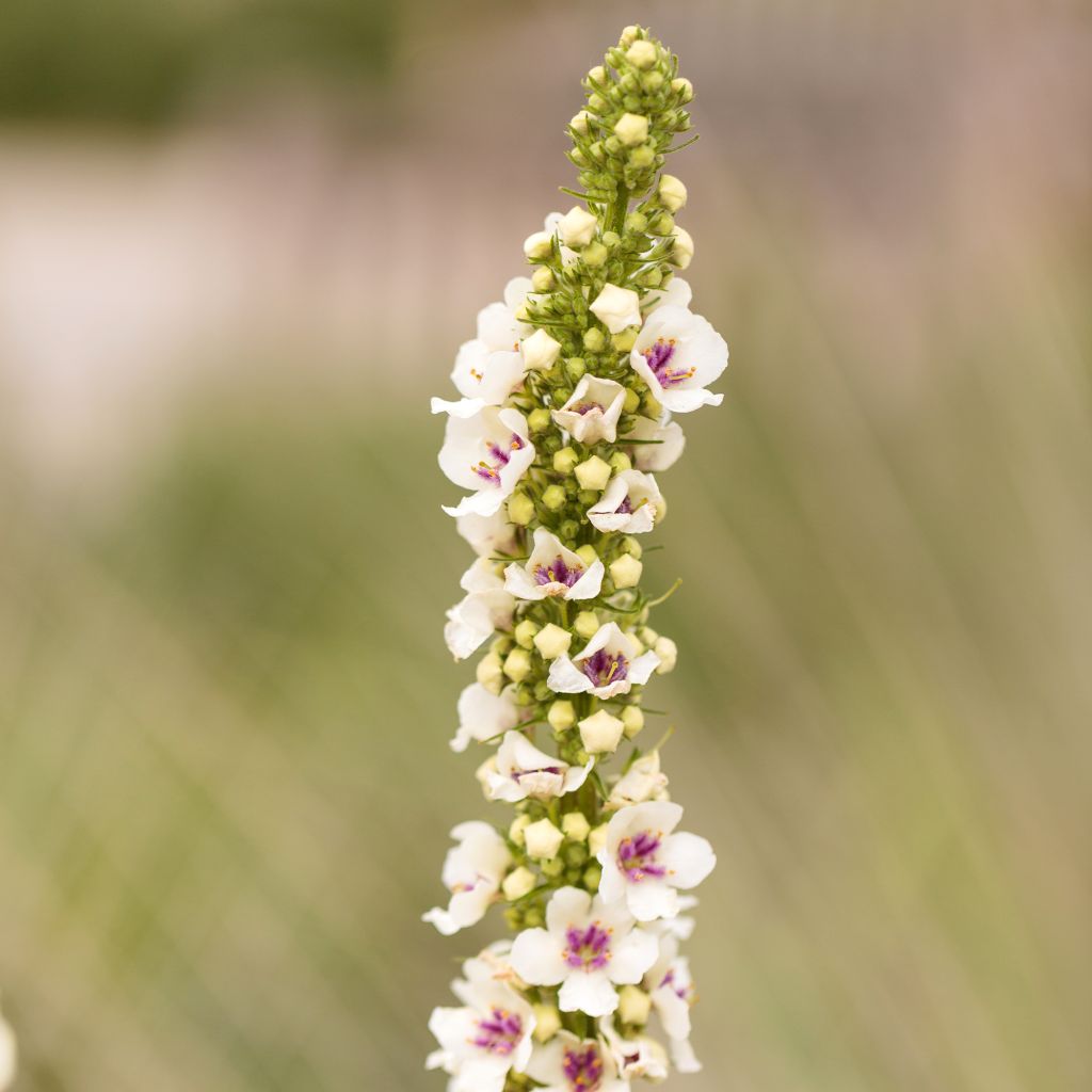 Verbascum chaixii Album (semi) - Verbasco di Chaix