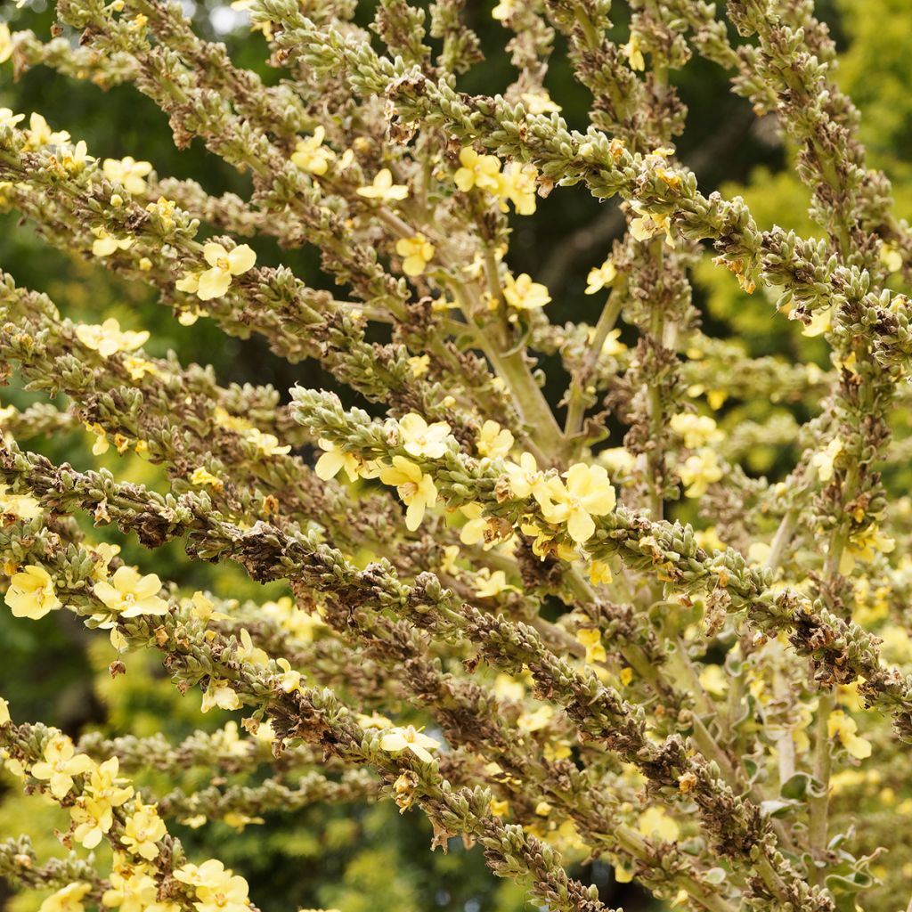 Verbascum olympicum - Verbasco