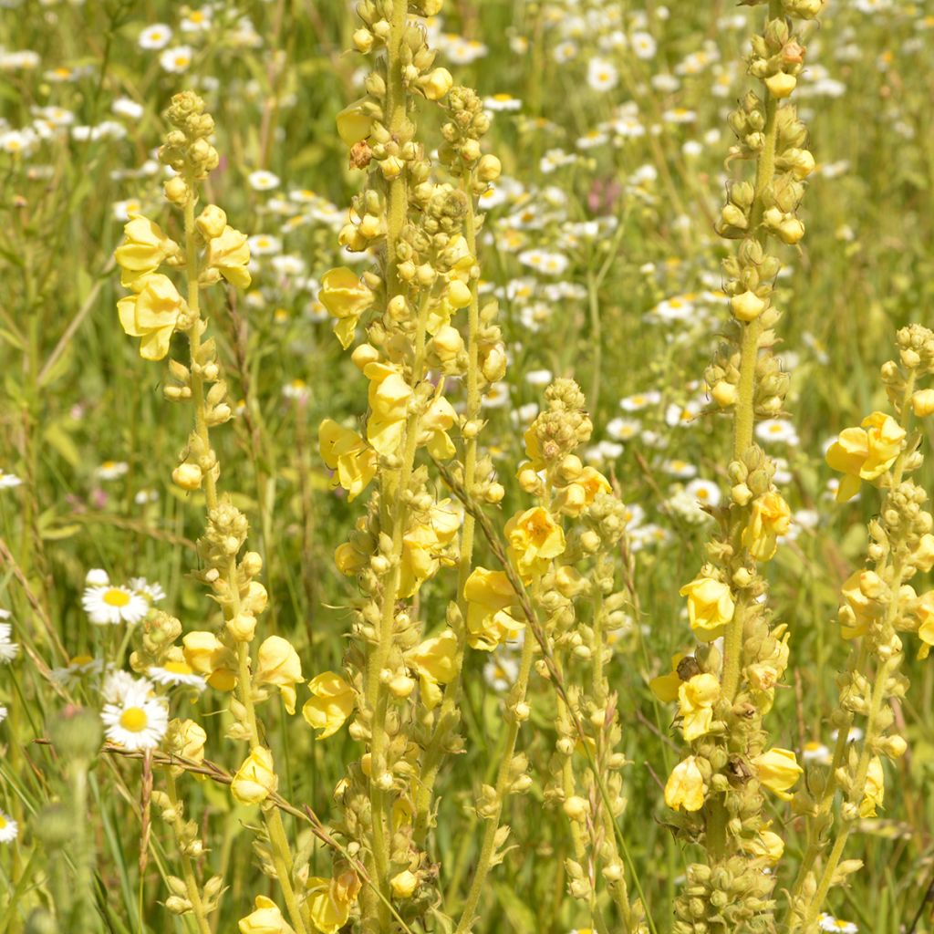 Verbascum olympicum - Verbasco