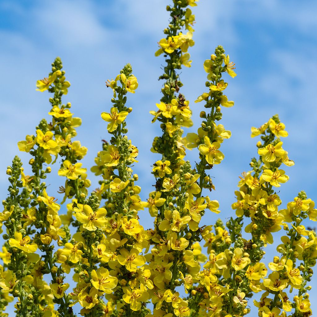 Verbascum olympicum - Verbasco