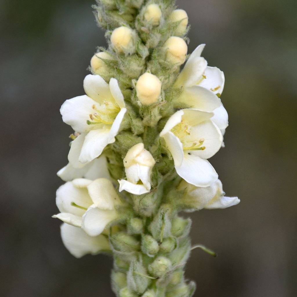 Verbascum phlomoides Spica - Verbasco barbarastio