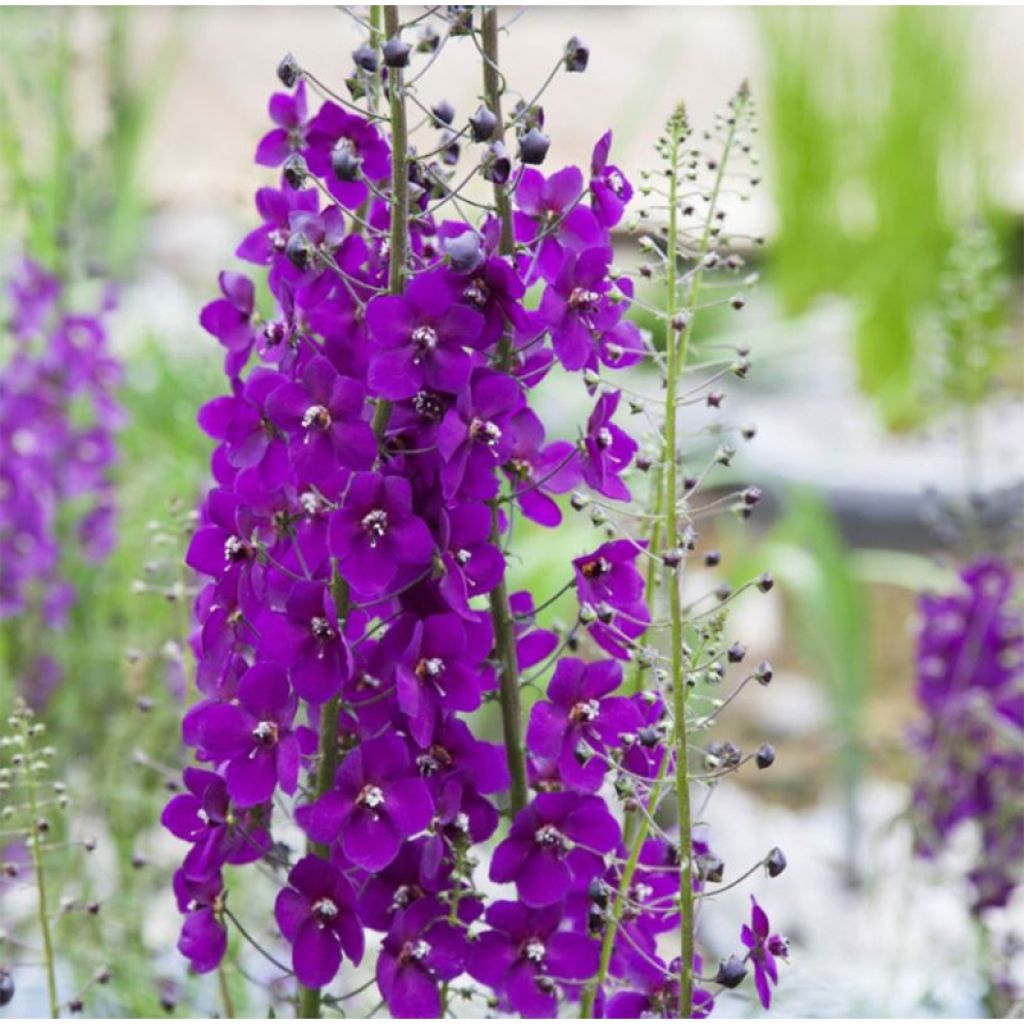 Verbascum phoeniceum Violetta - Verbasco porporino