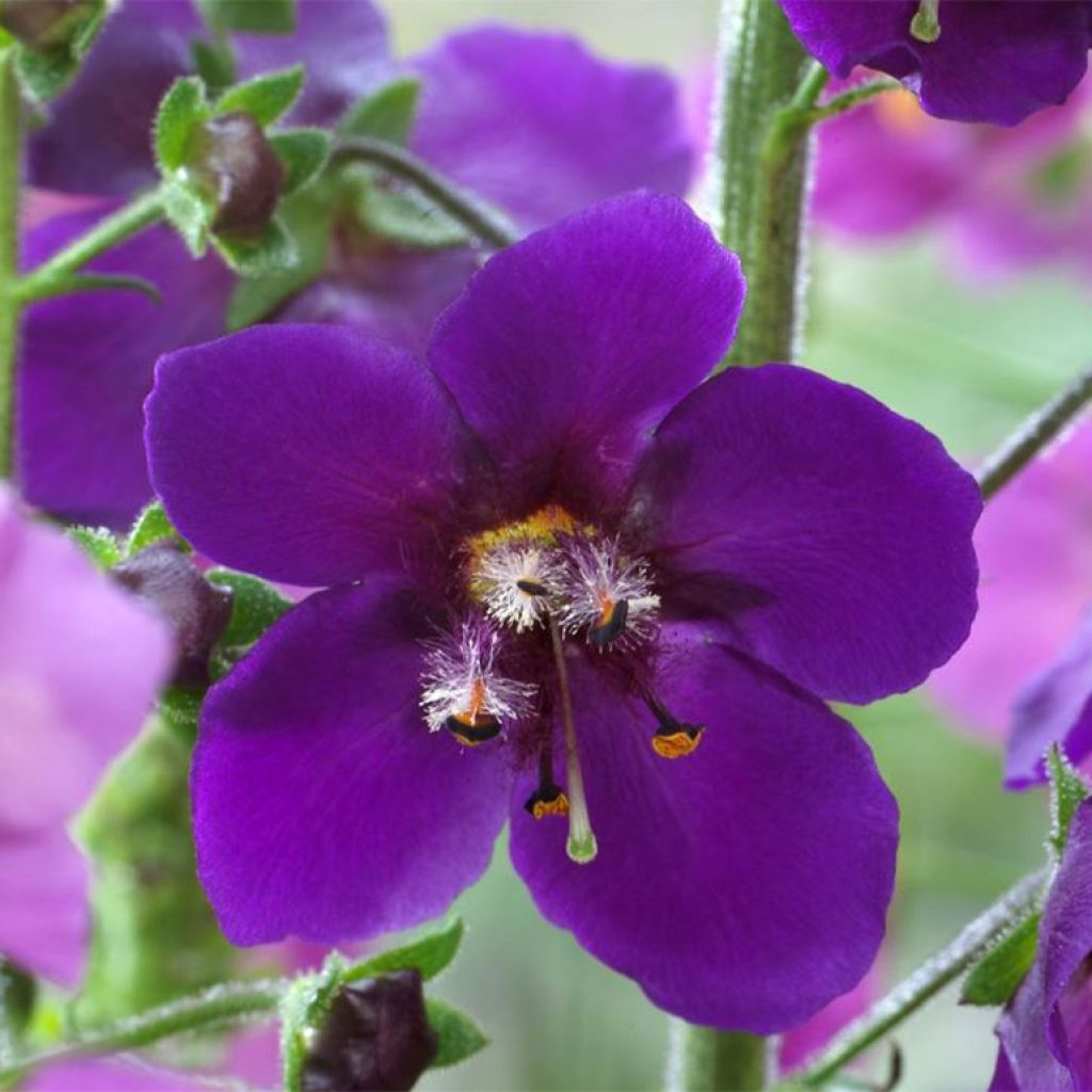 Verbascum phoeniceum Violetta - Verbasco porporino