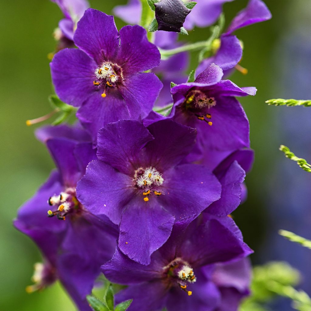 Verbascum phoeniceum Violetta - Verbasco porporino