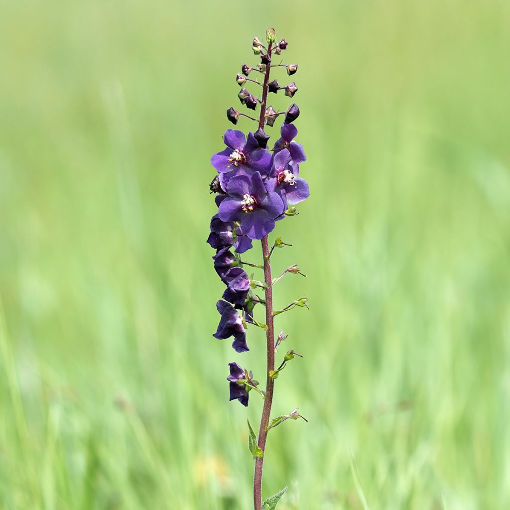 Verbascum phoeniceum Violetta - Verbasco porporino