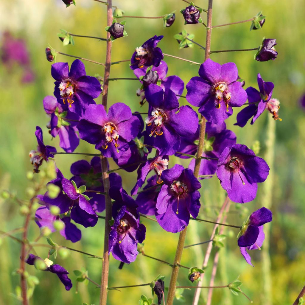 Verbascum phoeniceum Violetta - Verbasco porporino