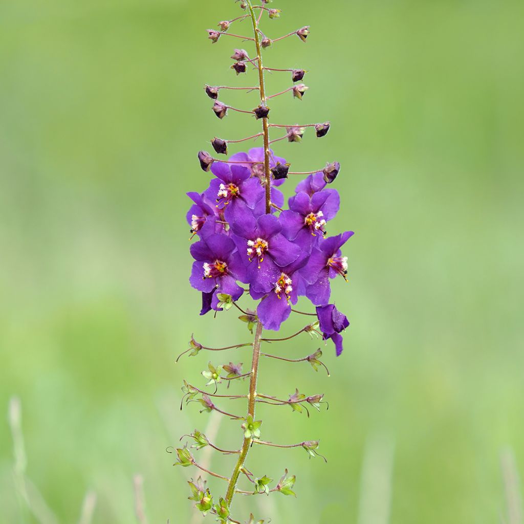 Verbascum phoeniceum Violetta - Verbasco porporino