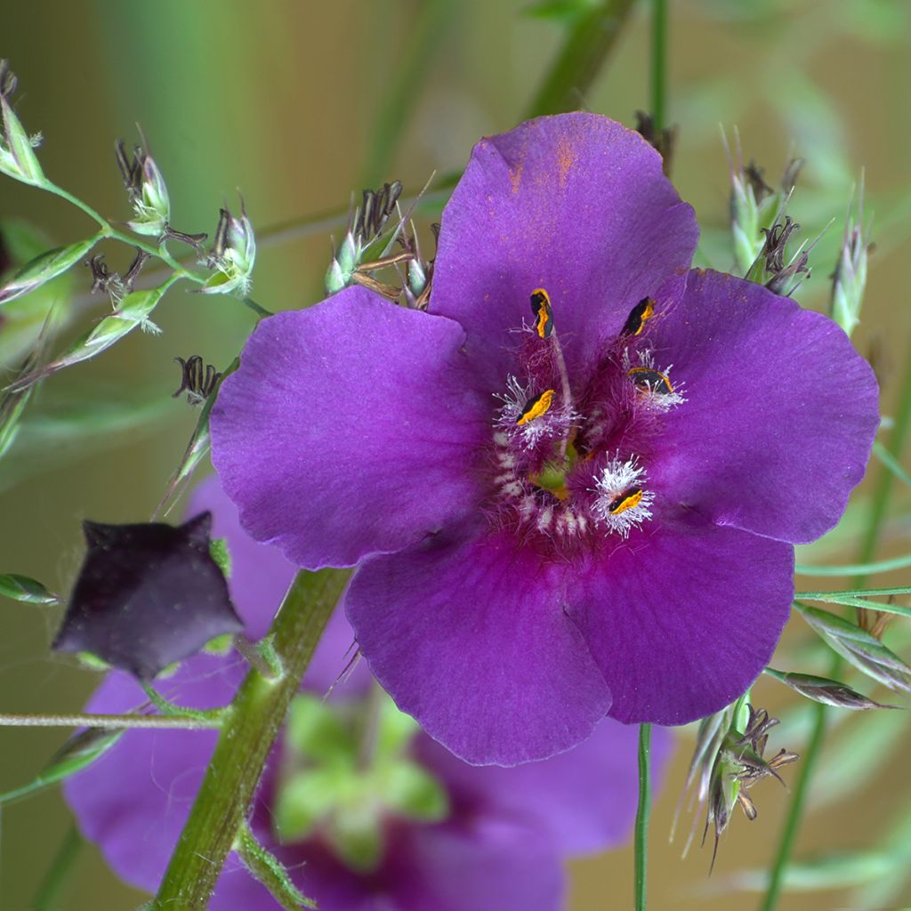 Verbascum phoeniceum Violetta - Verbasco porporino