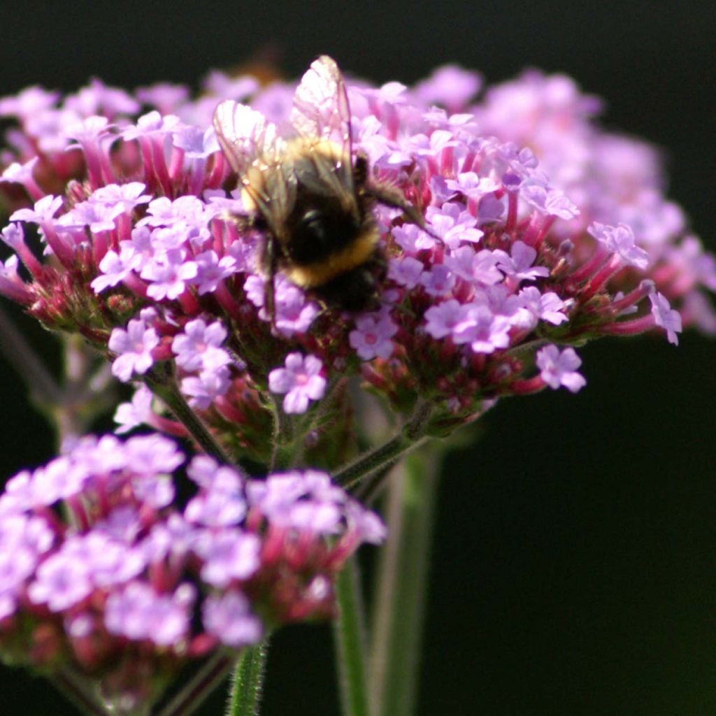 Verbena bonariensis Lollipop - Verveine de Buenos Aires naine