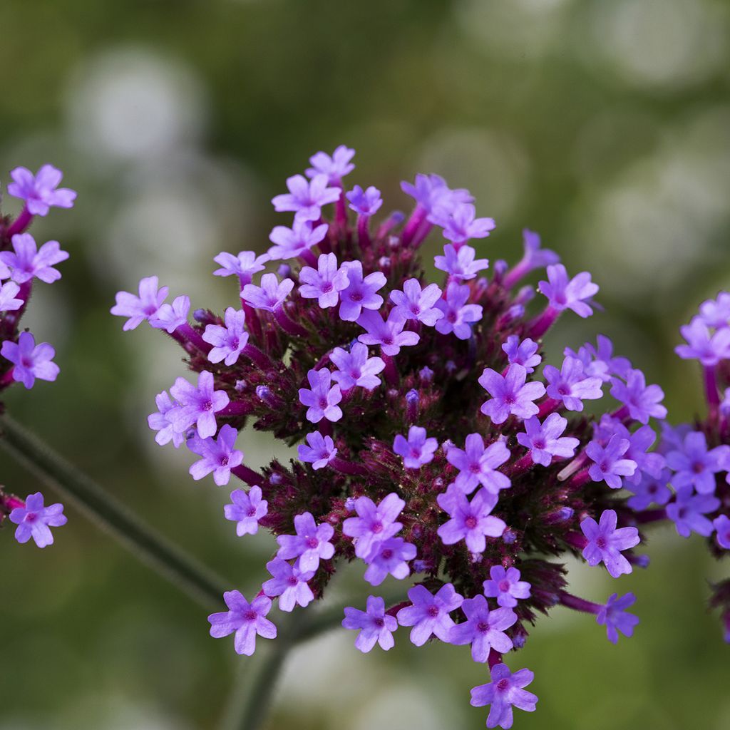 Verbena di Buenos Aires Vanity