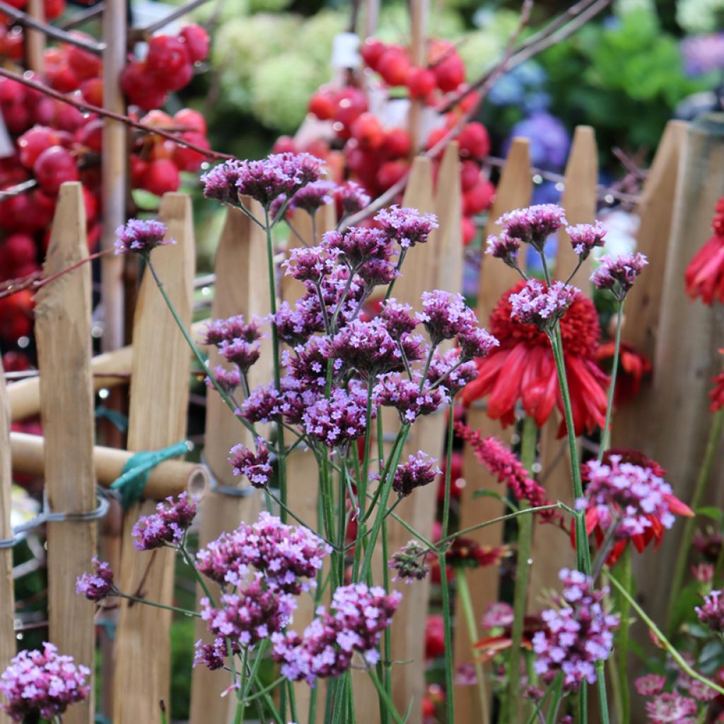 Verbena bonariensis - Verbena di Buenos Aires