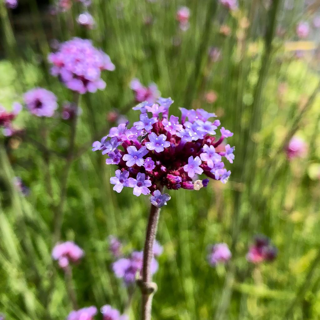 Verbena bonariensis - Verbena di Buenos Aires