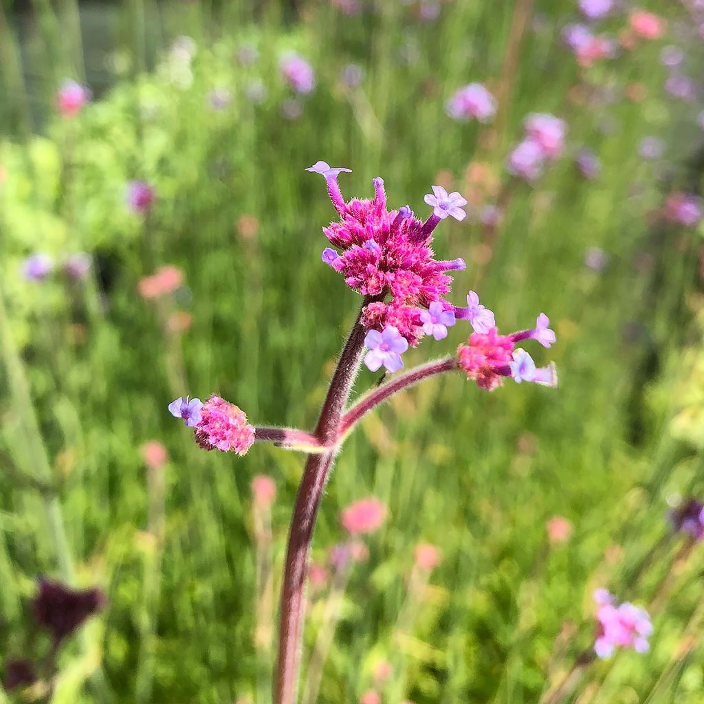 Verbena bonariensis - Verbena di Buenos Aires