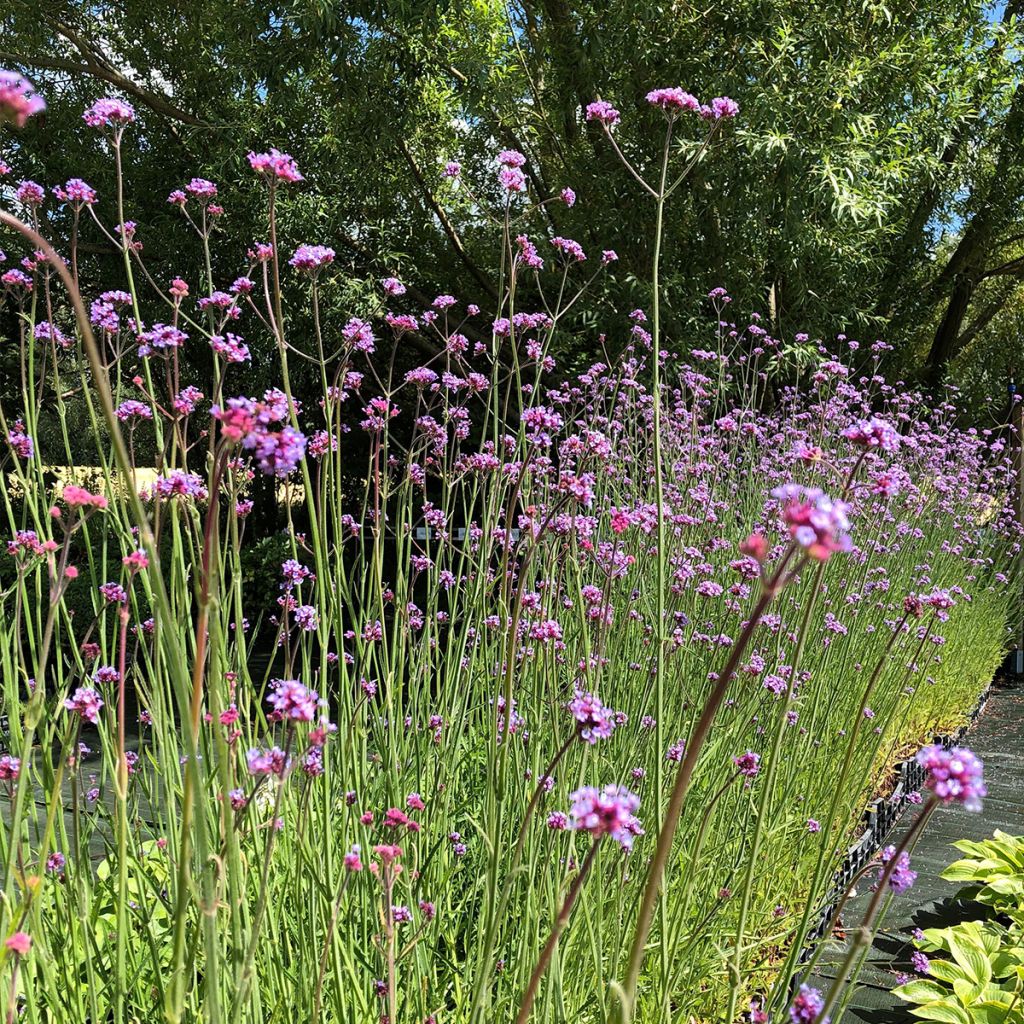 Verbena bonariensis - Verbena di Buenos Aires