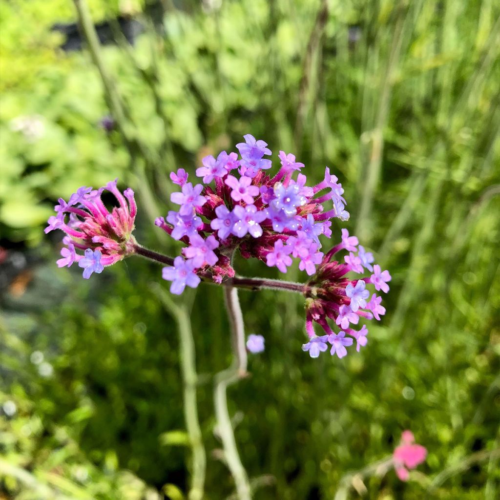 Verbena bonariensis - Verbena di Buenos Aires