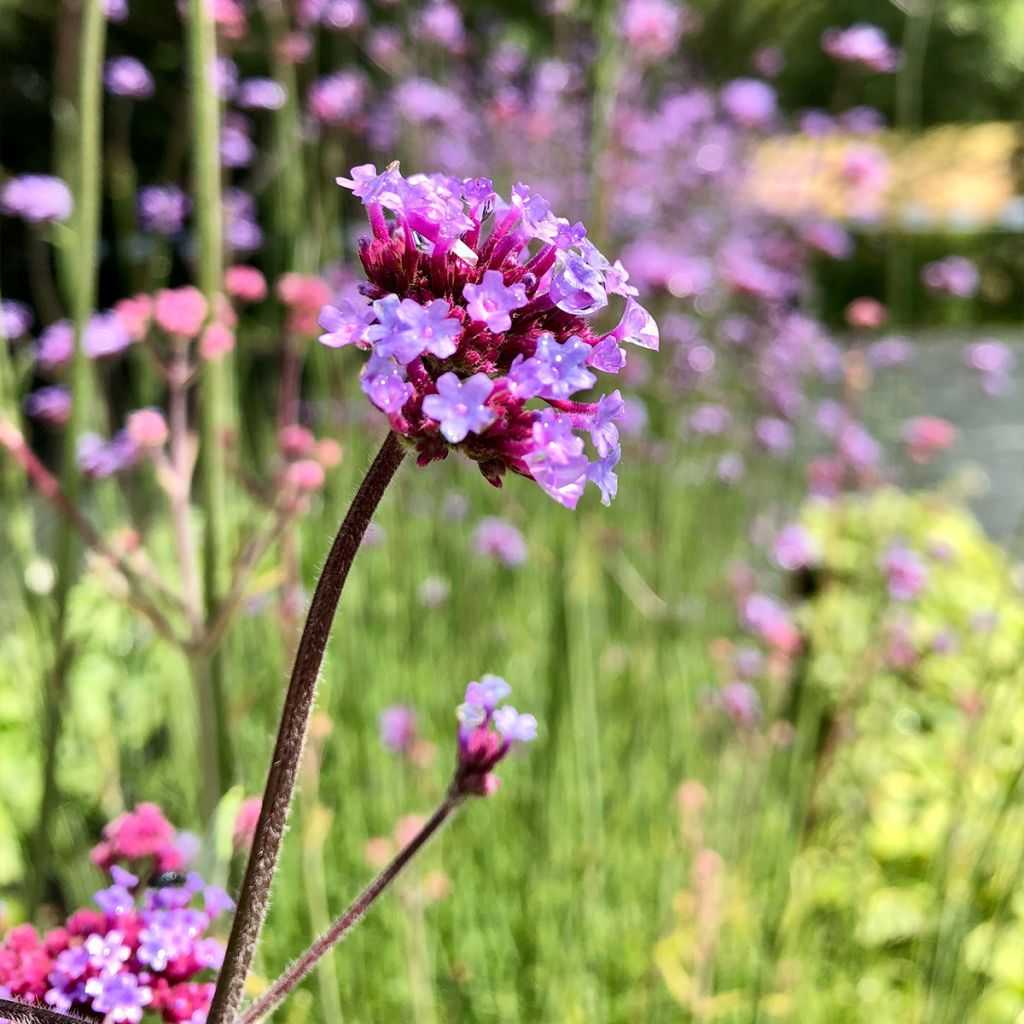 Verbena bonariensis - Verbena di Buenos Aires