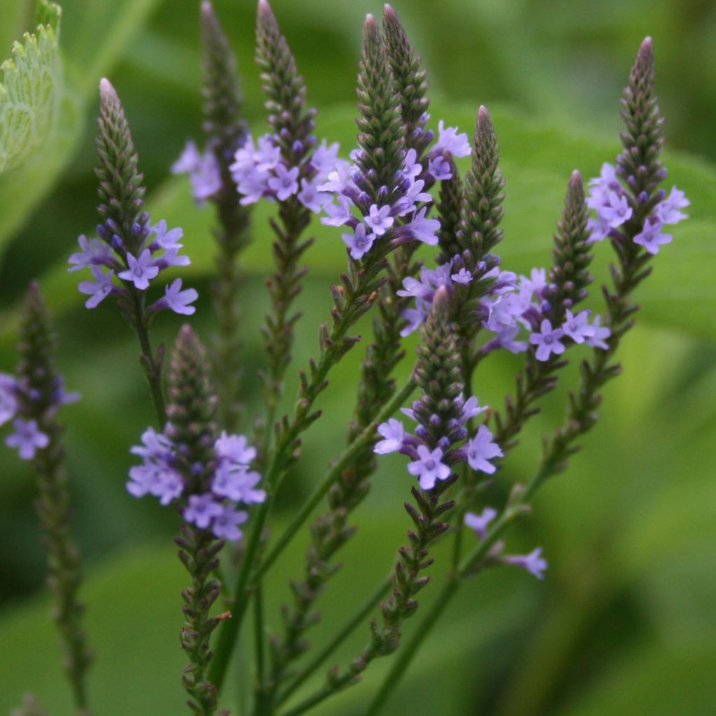 Verveine - Verbena hastata