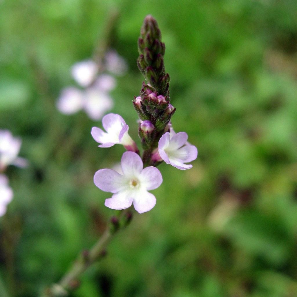 Verbena officinalis - Verbena comune