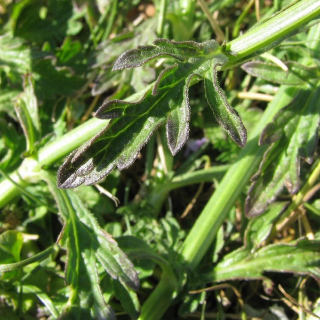 Verbena officinalis - Verbena comune