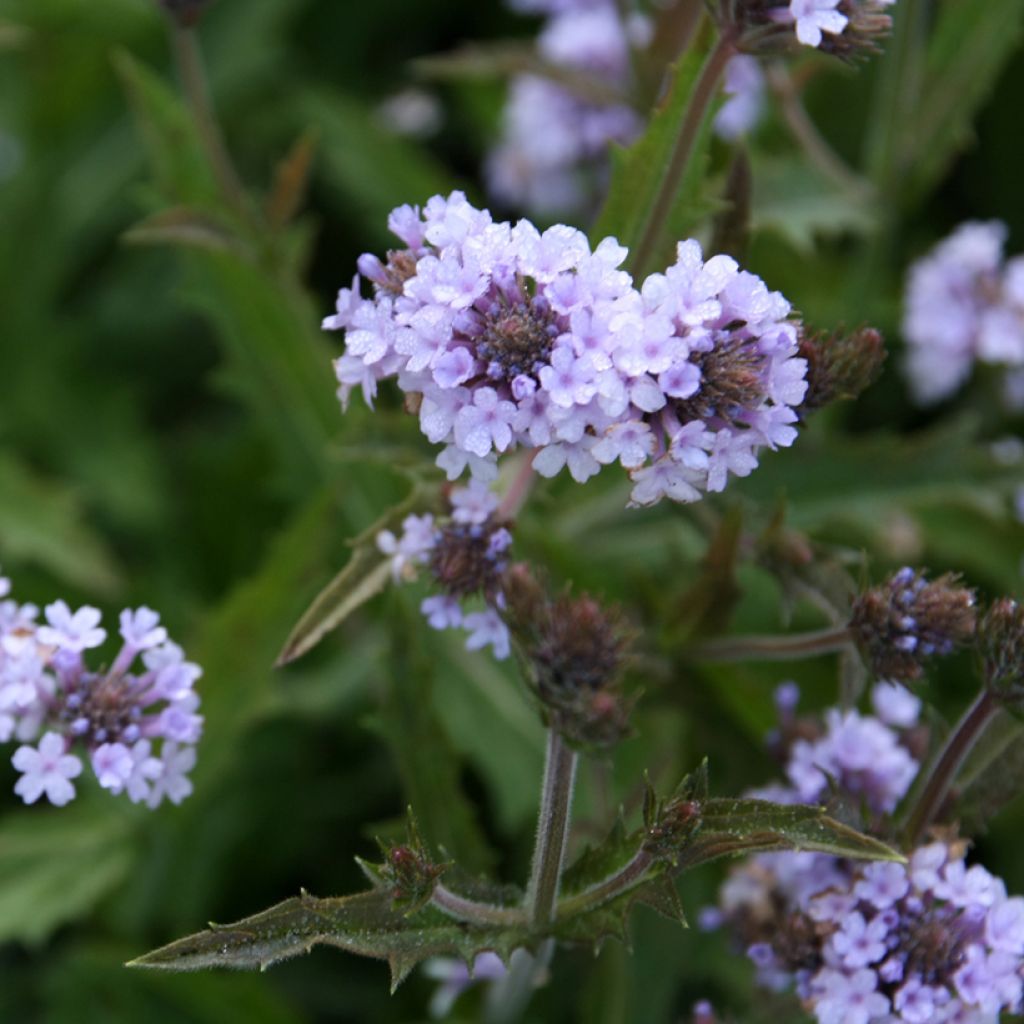 Verbena rigida Polaris