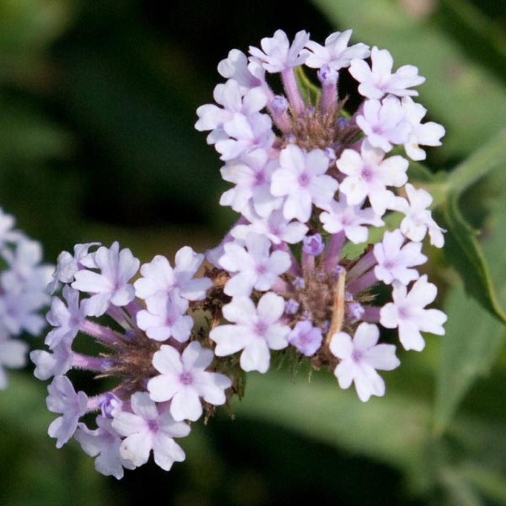 Verbena rigida Polaris