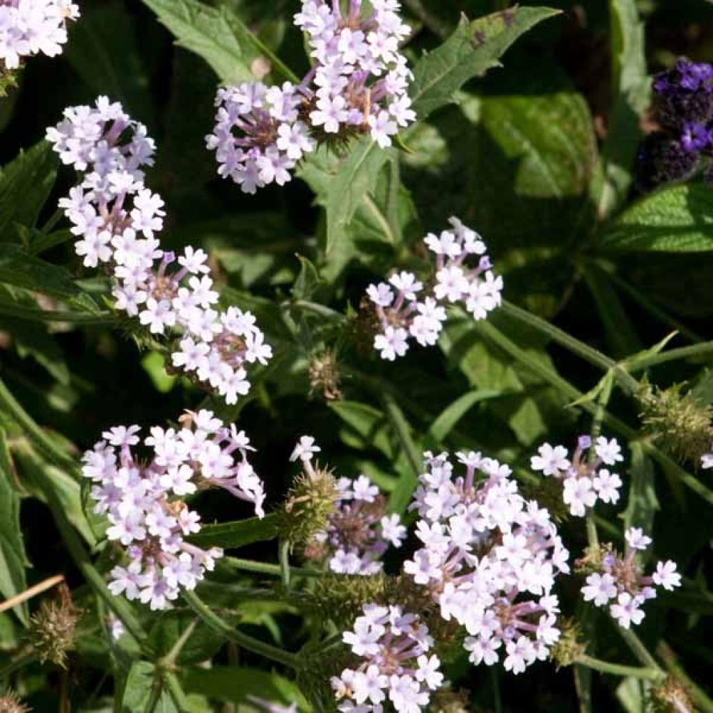 Verbena rigida Polaris