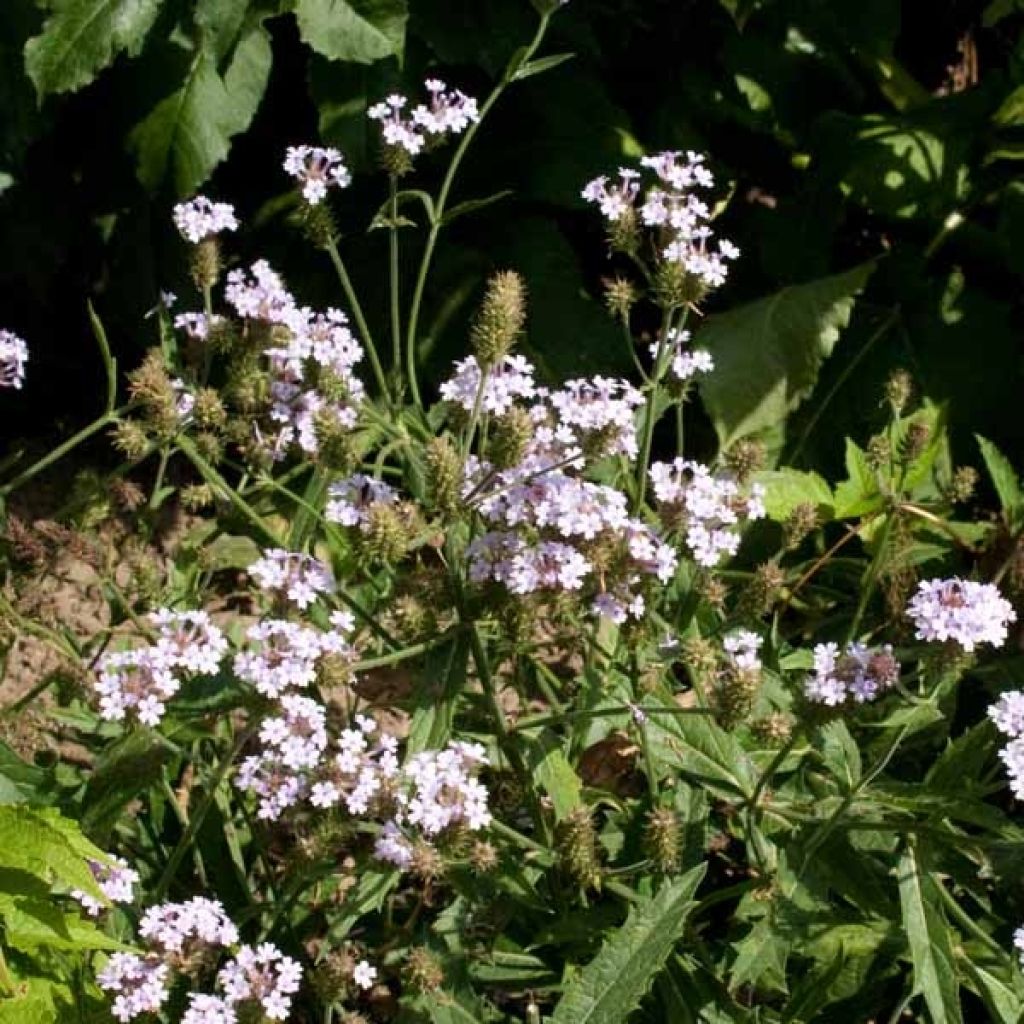 Verbena rigida Polaris