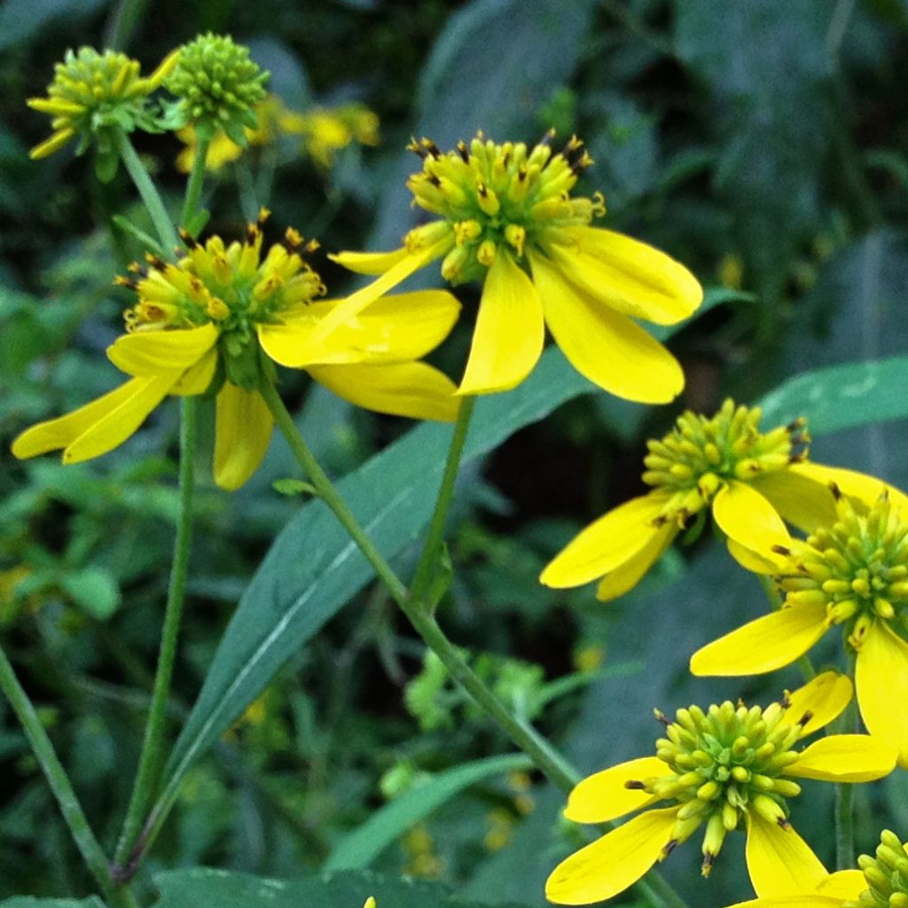 Verbesina alternifolia