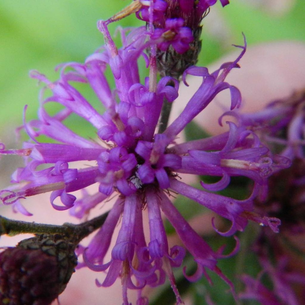 Vernonia baldwinii - Vernone rose violacé