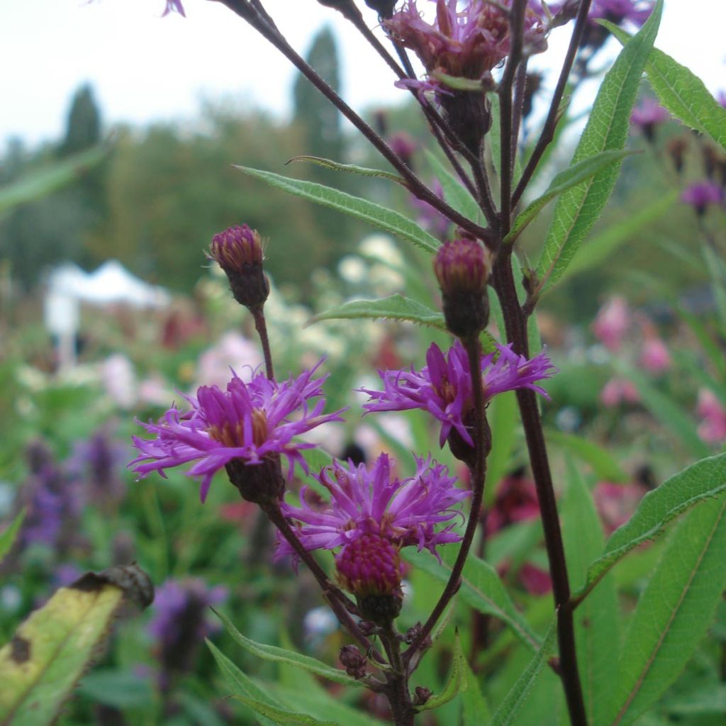 Vernonia crinita Mammuth - Vernone mauve