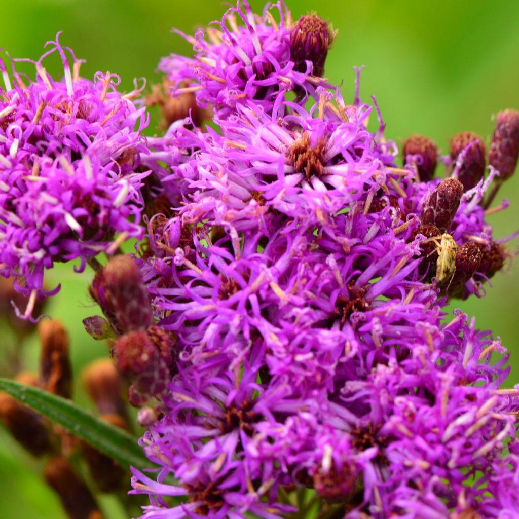 Vernonia fasciculata