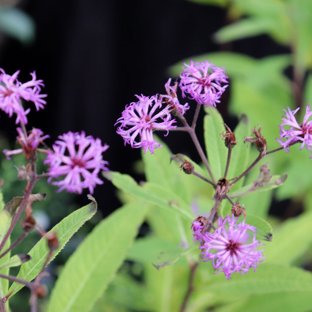 Vernonia missurica