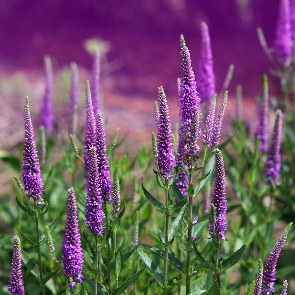 Veronica Purpleicious