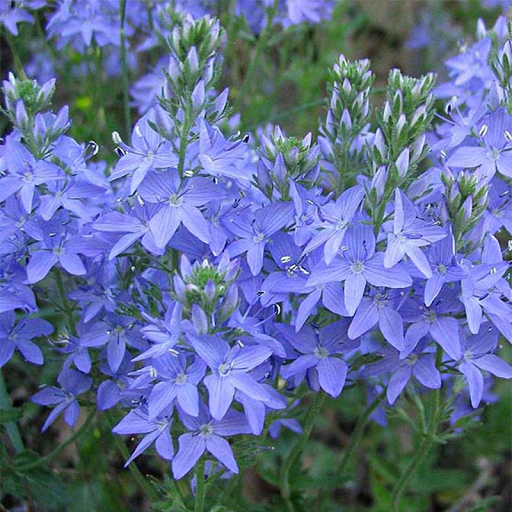 Veronica austriaca Royal Blue - Veronica d'Austria