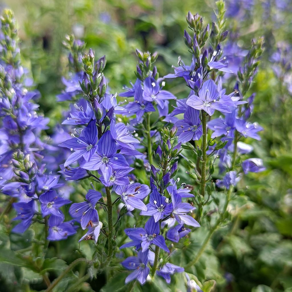 Veronica austriaca Royal Blue - Veronica d'Austria