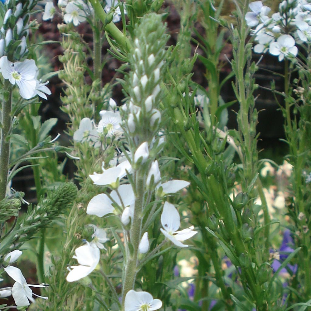 Veronica gentianoides - Véronique du Caucase