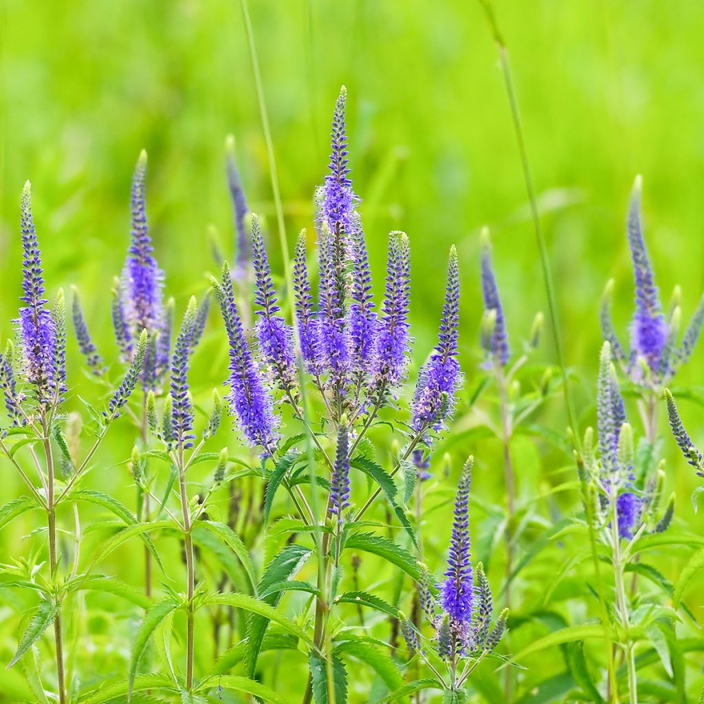 Veronica longifolia - Veronica a foglie lunge