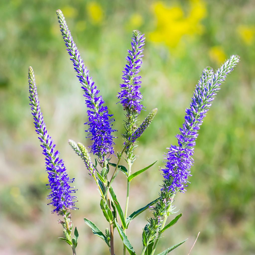 Veronica longifolia - Veronica a foglie lunge